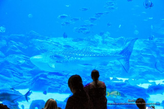 tiburon ballena en ocean voyager aquarium atlanta