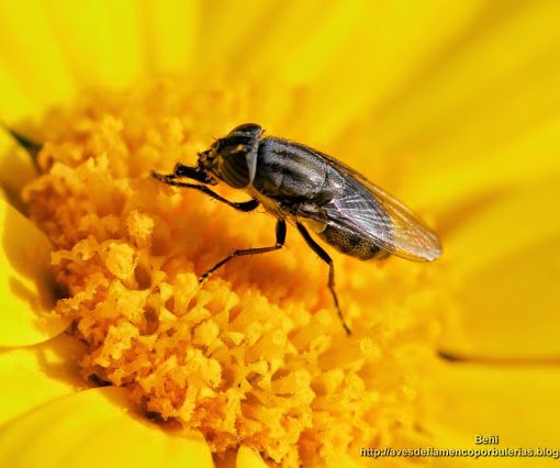 macho de stomorhina lunata