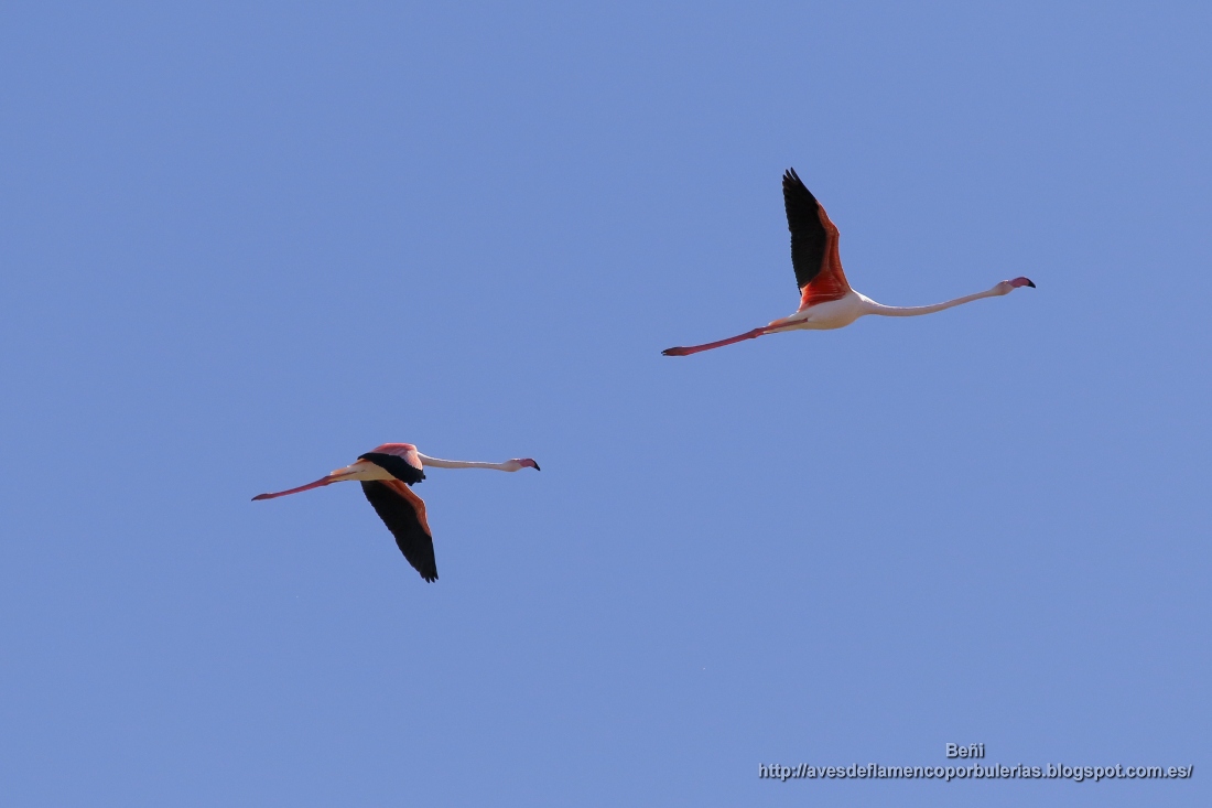 Flamenco rosado (greater flamingo, Phoenicopterus roseus.) volando