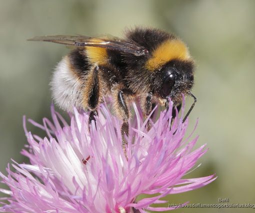 Bombus terrestris (abejorro común, buff-tailed bumblebee)