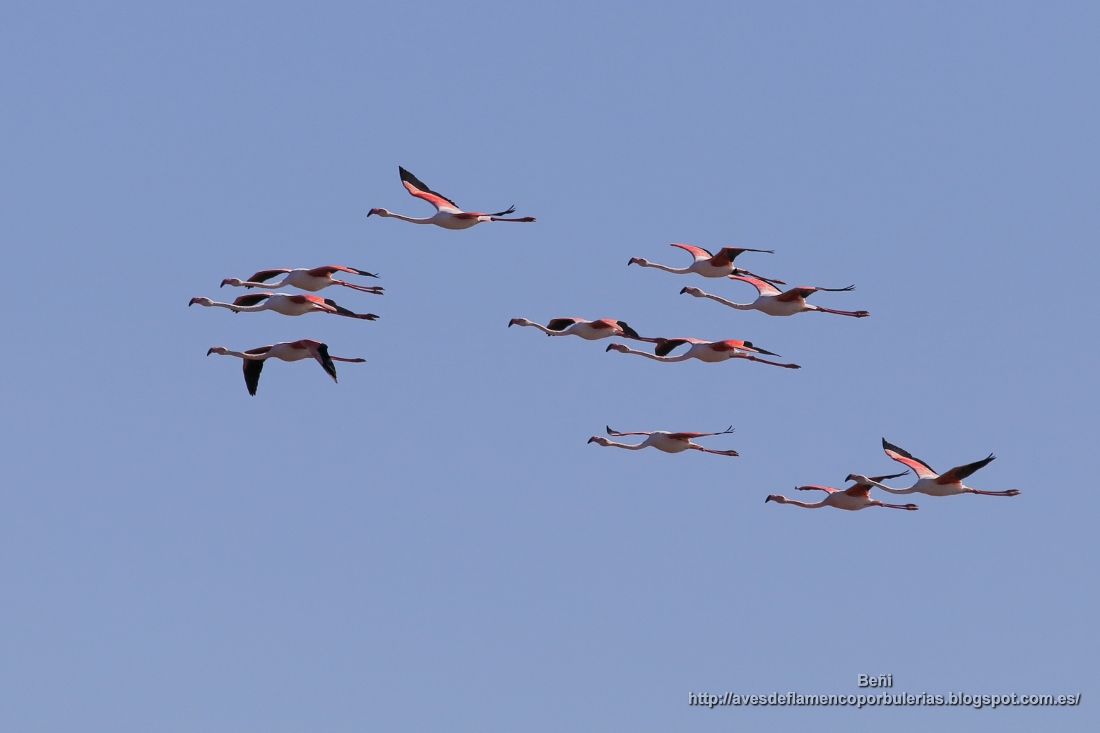 Flamenco rosado (greater flamingo, Phoenicopterus roseus.) volando