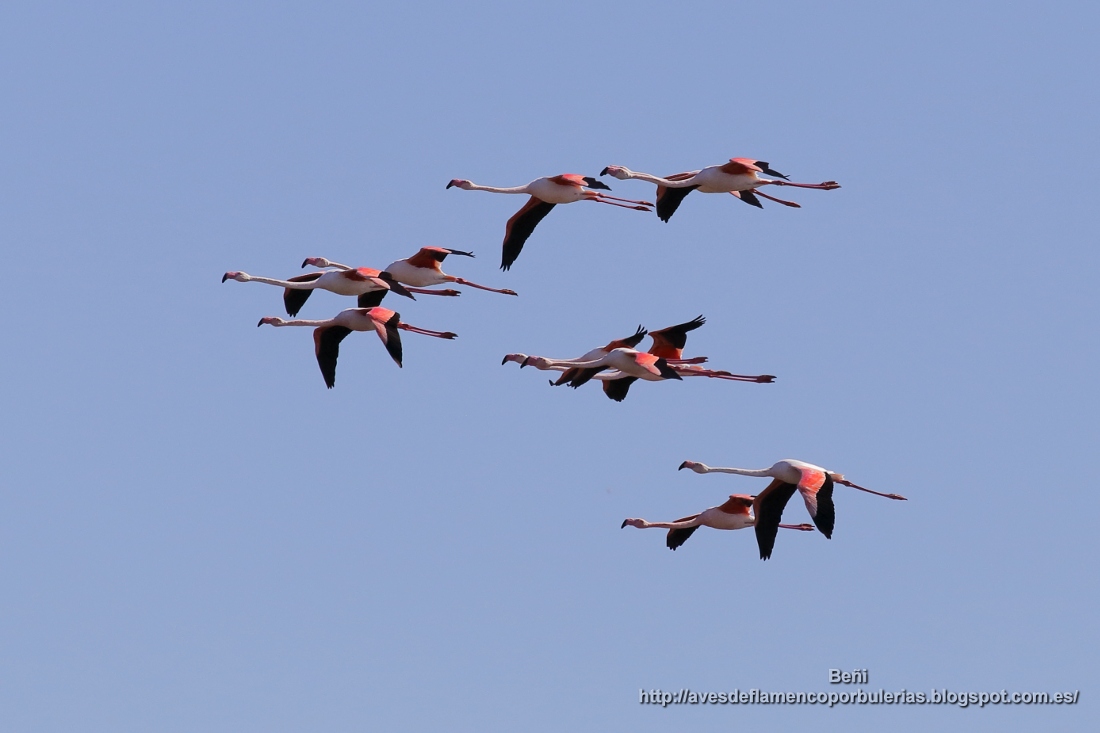 Flamenco rosado (greater flamingo, Phoenicopterus roseus.) volando
