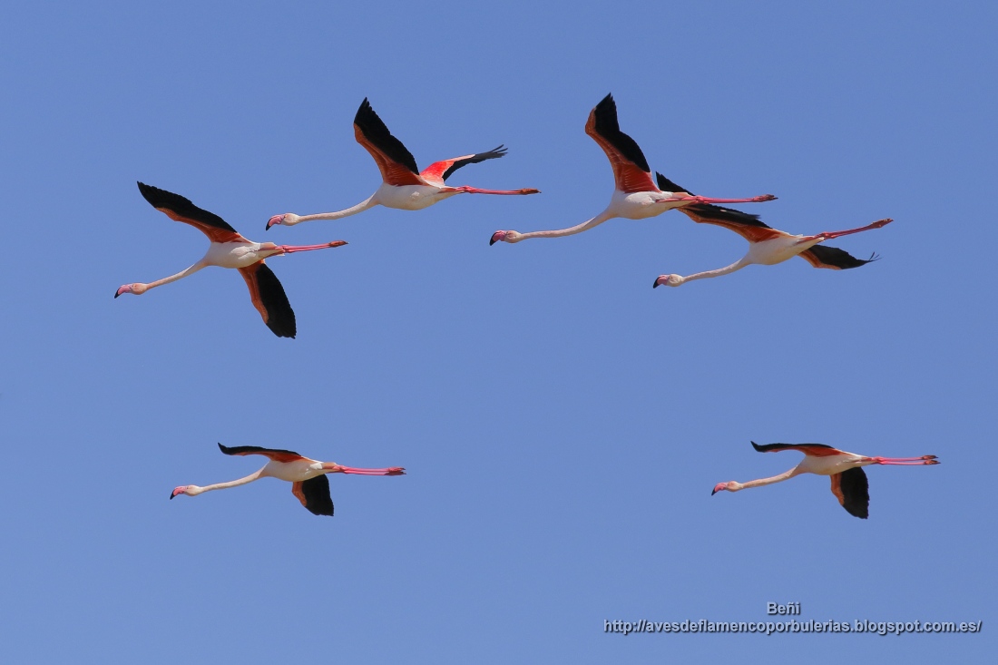 Flamenco rosado (greater flamingo, Phoenicopterus roseus.) volando