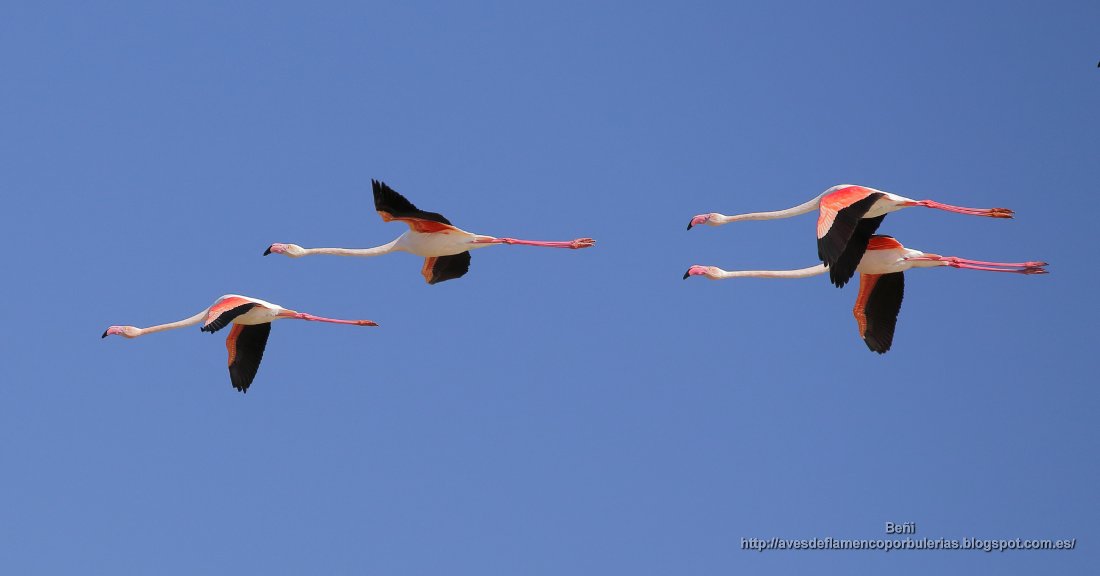 Flamenco rosado (greater flamingo, Phoenicopterus roseus.) volando