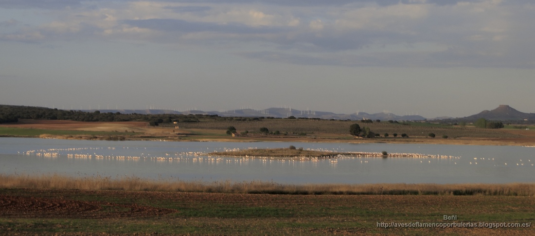 flamenco rosado en la laguna salada de petrola