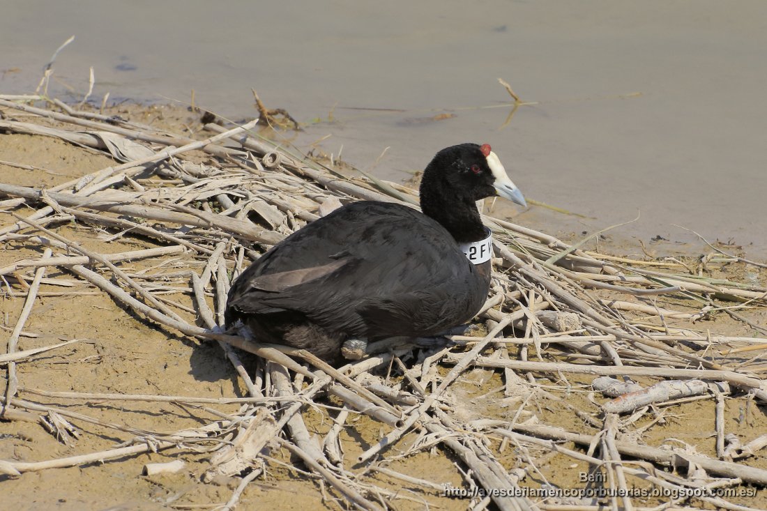  Focha moruna o cornuda (red-knobbed coot or crested coot, Fulica cristata) en El Hondo