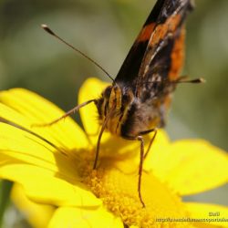 la espiritrompa de vanessa atalanta