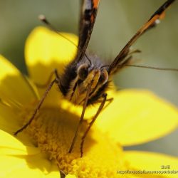 la espiritrompa de Vanessa atalanta