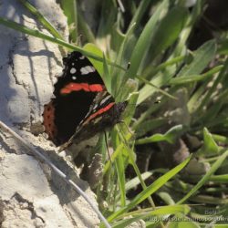 Vanessa atalanta