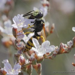 Ceramius es una avispa del polen