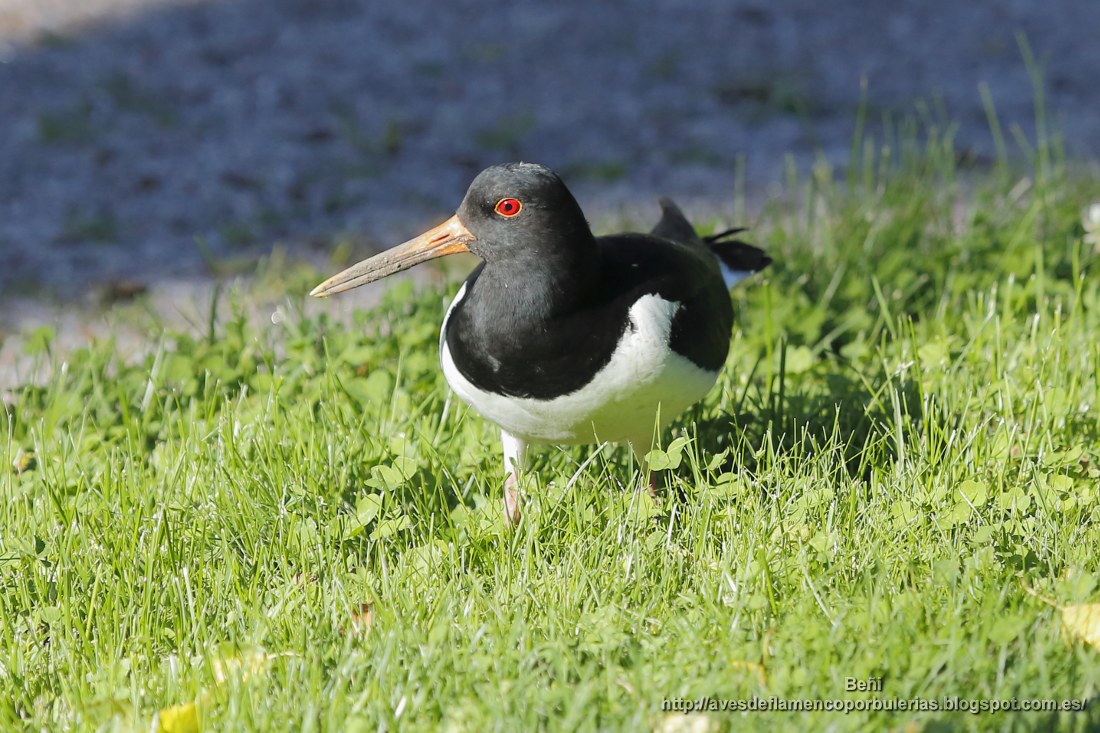 Ostrero euroasiático (oystercatcher, Haematopus ostralegus)
