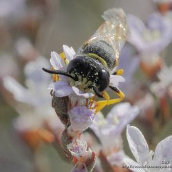 Ceramius es una avispa del polen