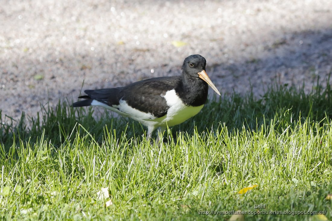 Ostrero euroasiático (oystercatcher, Haematopus ostralegus)