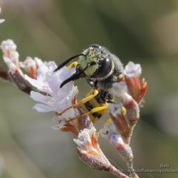 Ceramius es una avispa del polen