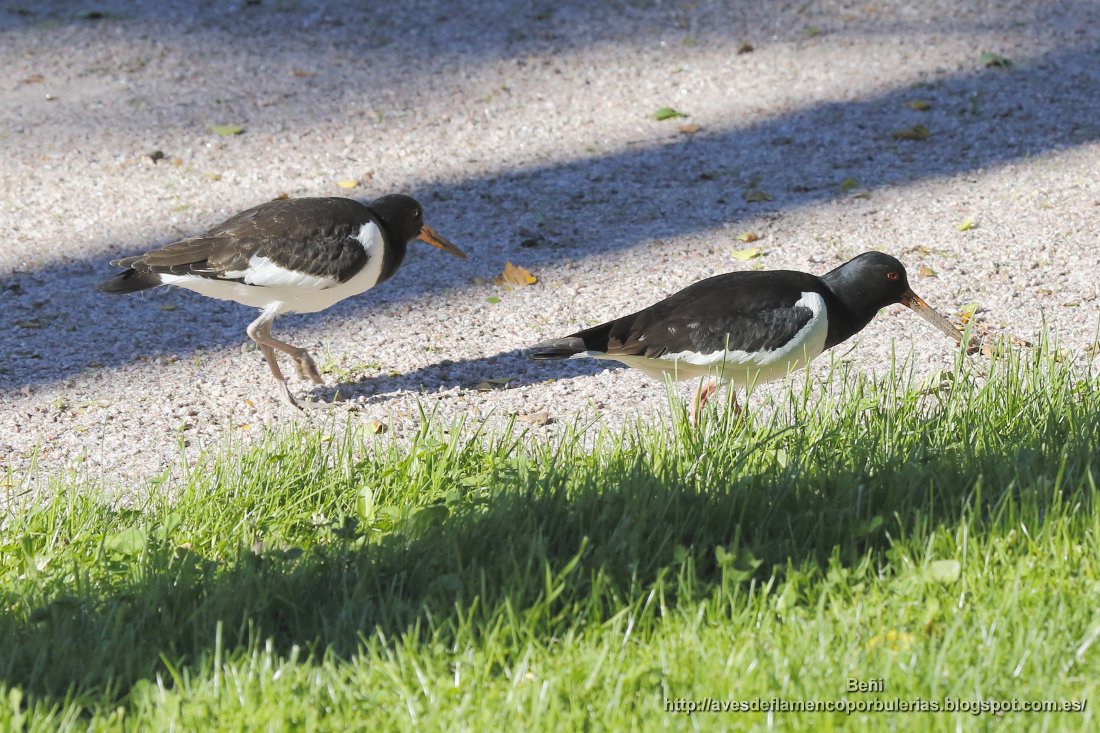 Ostrero euroasiático (oystercatcher, Haematopus ostralegus)