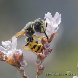 Ceramius es una avispa del polen