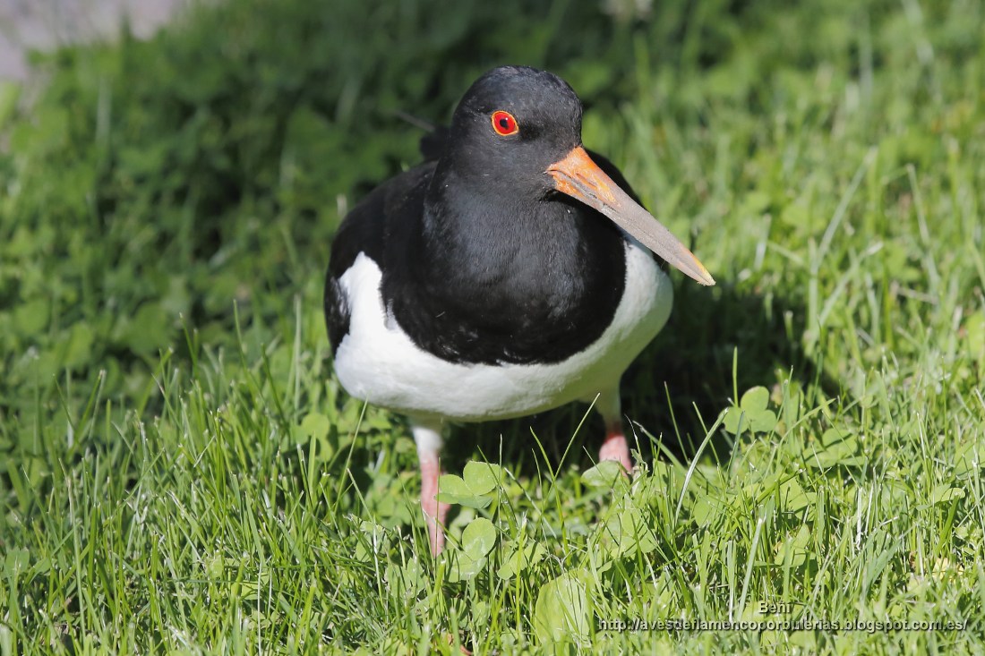 Ostrero euroasiático (oystercatcher, Haematopus ostralegus)