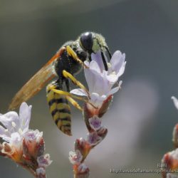 Ceramius es una avispa del polen