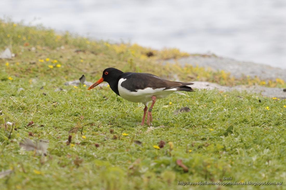 Ostrero euroasiático (oystercatcher, Haematopus ostralegus)