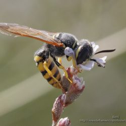Ceramius es una avispa del polen
