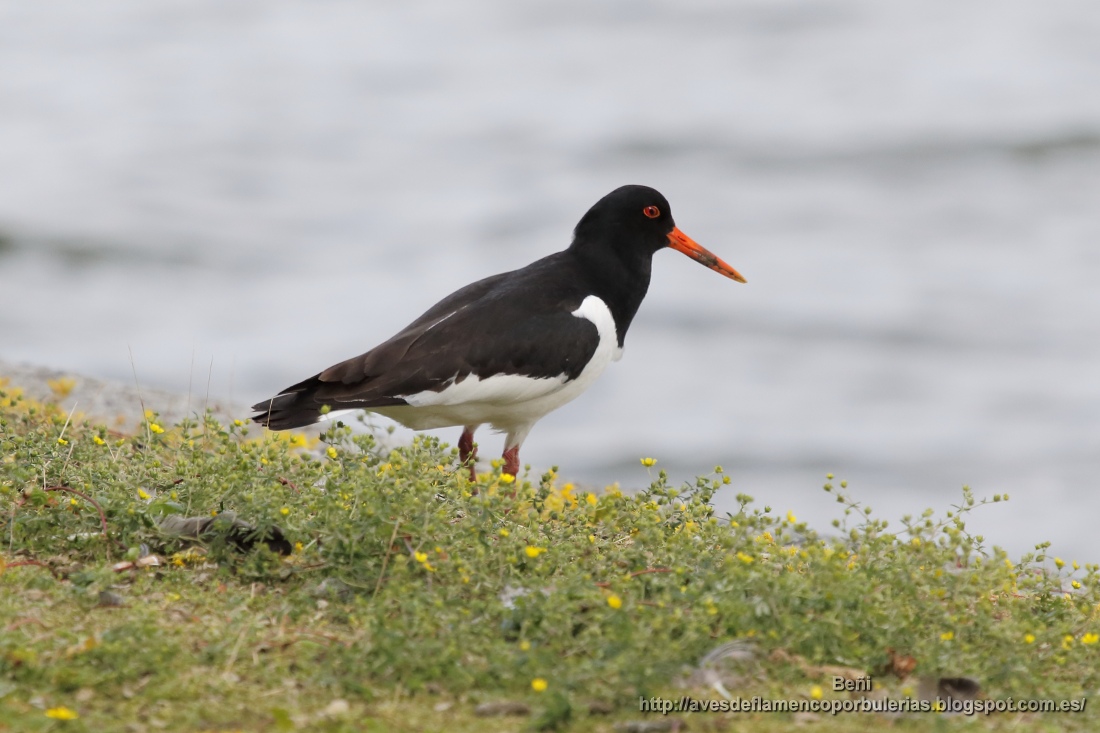 Ostrero euroasiático (oystercatcher, Haematopus ostralegus)