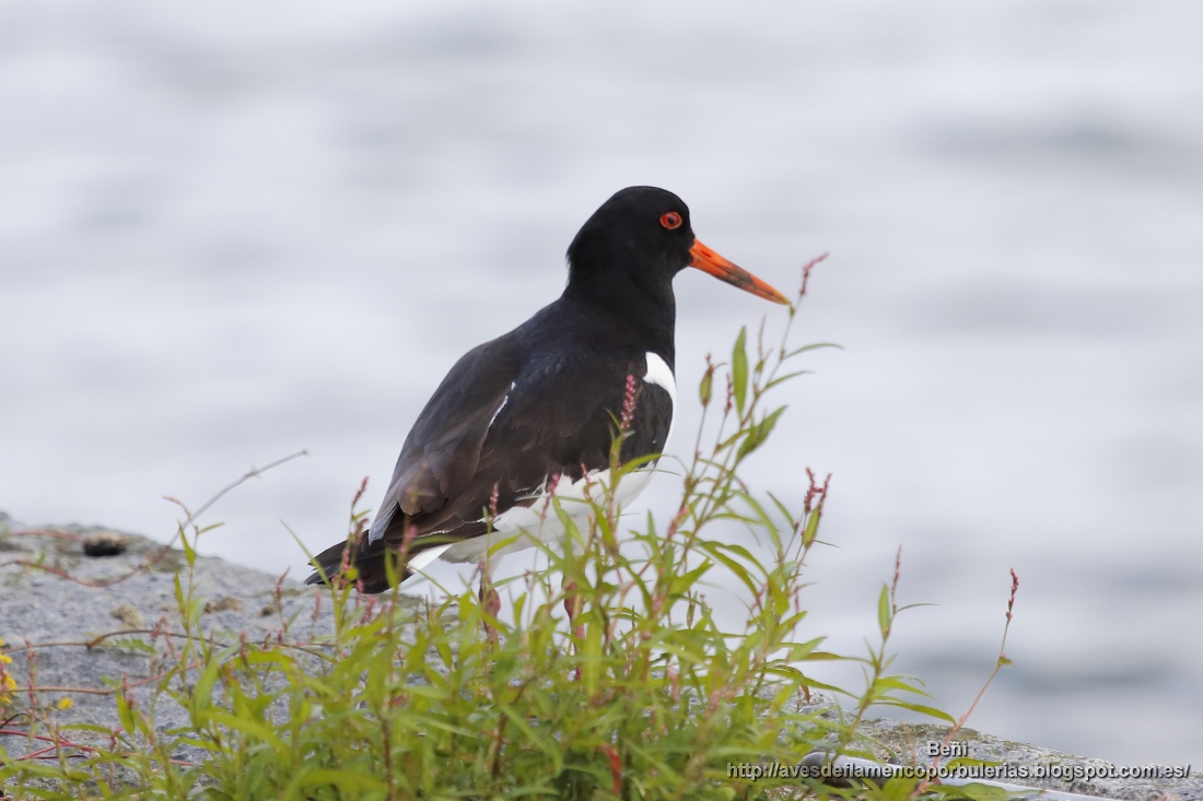 Ostrero euroasiático (oystercatcher, Haematopus ostralegus)