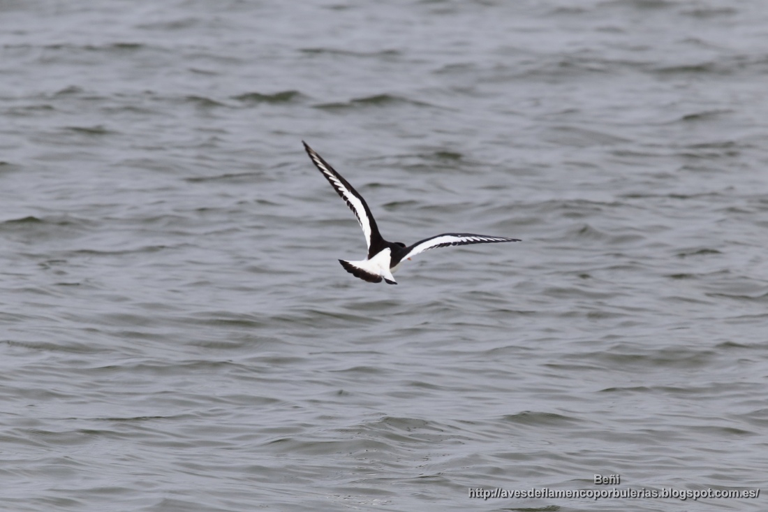 Ostrero euroasiático (oystercatcher, Haematopus ostralegus)