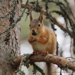 Ardilla roja o ardilla comun (red squirrel or Eurasian red squirrel, Scirus vulgaris)