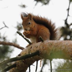 Ardilla roja o ardilla comun (red squirrel or Eurasian red squirrel, Scirus vulgaris)