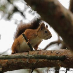 Ardilla roja o ardilla comun (red squirrel or Eurasian red squirrel, Scirus vulgaris)
