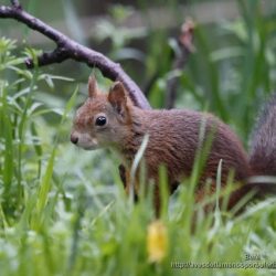 Ardilla roja o ardilla comun (red squirrel or Eurasian red squirrel, Scirus vulgaris)