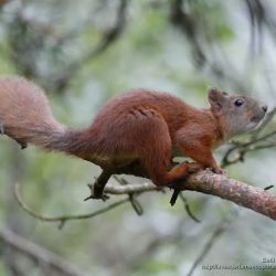 Ardilla roja o ardilla comun (red squirrel or Eurasian red squirrel, Scirus vulgaris)
