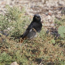 macho de colirrojo tizon