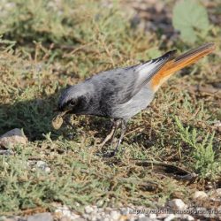 macho de colirrojo tizon