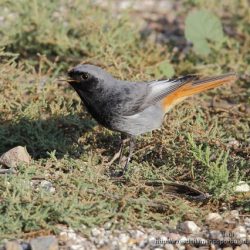 macho de colirrojo tizon