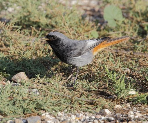 macho de colirrojo tizon