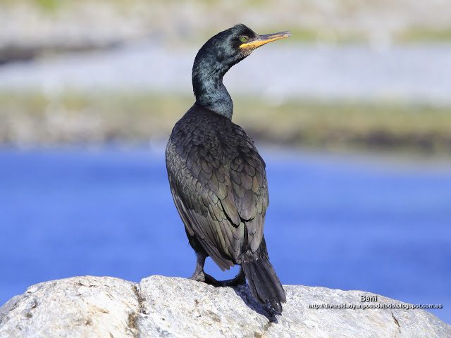fondo de pantalla de cormoran