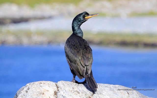 wallpaper de cormoran