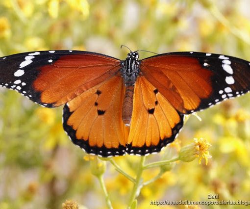Danaus chrysippus chrysippus (mariposa tigre, African monarch)