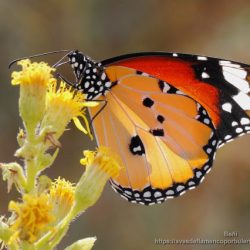 Danaus chrysippus chrysippus (mariposa tigre, African monarch)