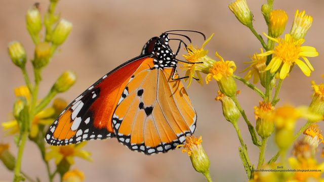 fondo de pantalla de la mariposa tigre