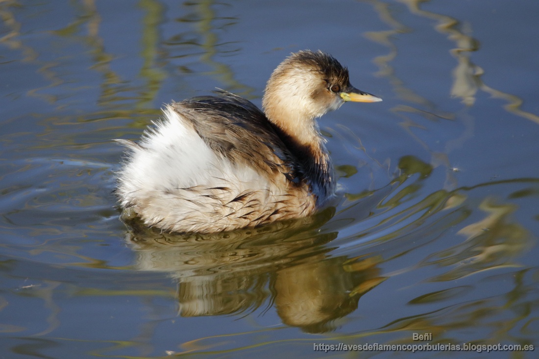 juveniles de zampullin cuellinegro, Black-necked grebe, Podiceps nigricollis
