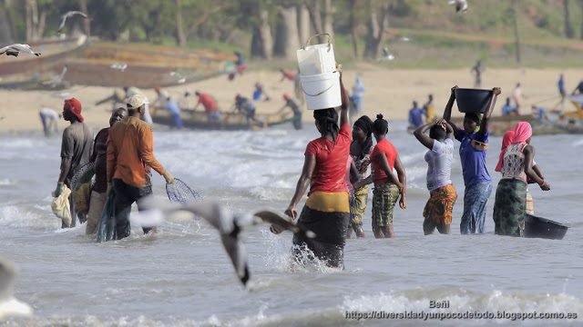 desembarco del pescado en la playa de tanji, gambia