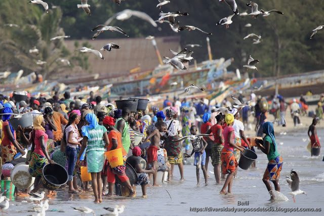 desembarco del pescado en la playa de tanji, gambia