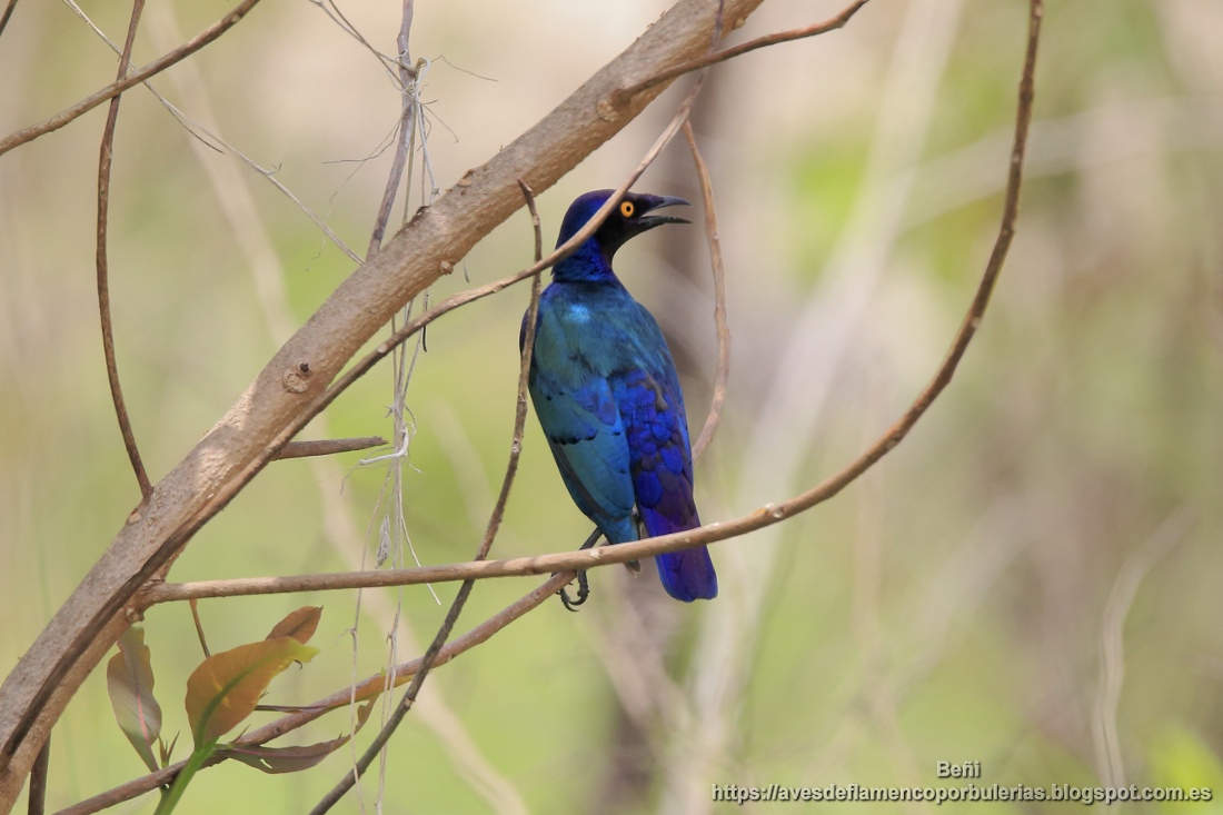Estornino purpureo, purple glossy starling, Lamprotornis purpureus, en Gambia