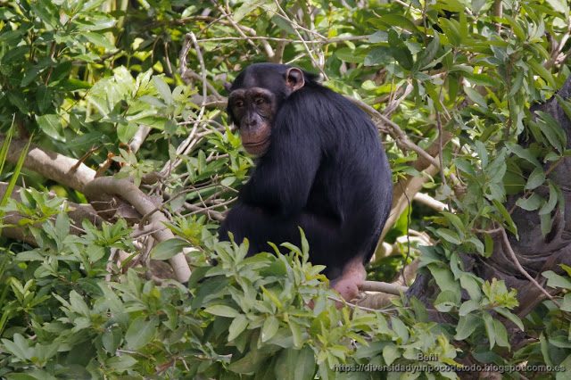 chimpance parque nacional rio gambia