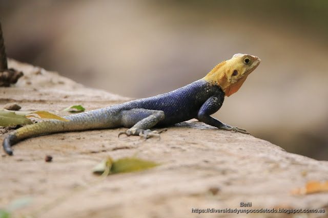 lagarto de cabeza amarilla