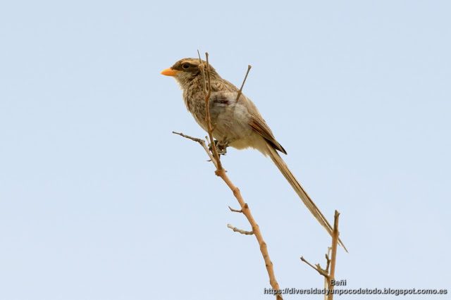 Alcaudon piquigualdo, gambia