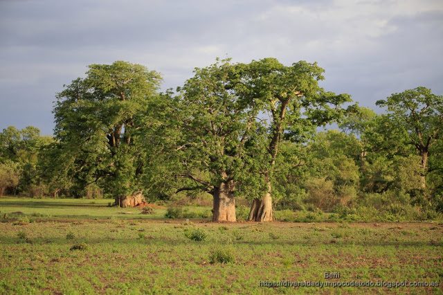 arboles en gambia