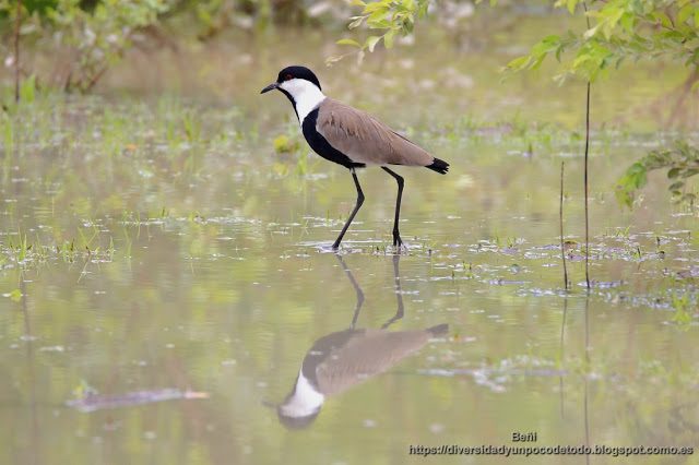 avefria espinosa, gambia